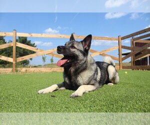 Norwegian Elkhound Dogs for adoption in Chestertown, MD, USA