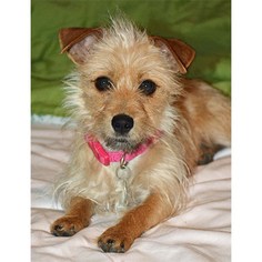 Small Cairn Terrier
