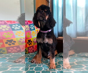 Cocker Spaniel-Unknown Mix Dogs for adoption in Pacolet, SC, USA