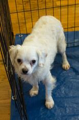 Poodle (Toy) Dogs for adoption in Nesbit, MS, USA