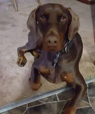 Doberman Pinscher Dogs for adoption in Bristolville, OH, USA