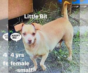Chihuahua-Unknown Mix Dogs for adoption in Los Banos, CA, USA