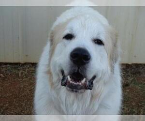 Medium Photo #1 Great Pyrenees Puppy For Sale in Athens, AL, USA
