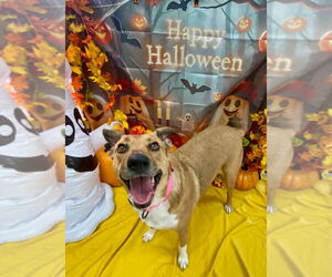 Mutt Dogs for adoption in Bryant, AR, USA