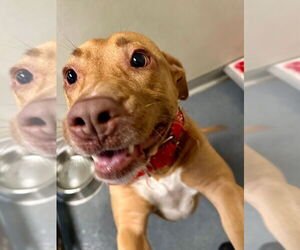 American Pit Bull Terrier Dogs for adoption in Glen Allen, VA, USA