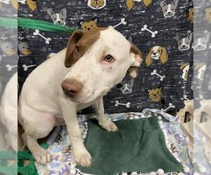 Mutt Dogs for adoption in Modesto, CA, USA