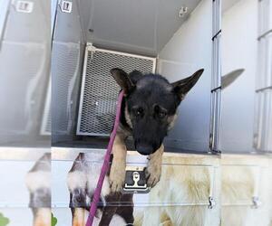 German Shepherd Dog Dogs for adoption in Bakersfield, CA, USA