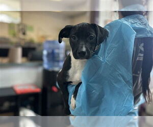 Labrador Retriever-Unknown Mix Dogs for adoption in Raleigh, NC, USA