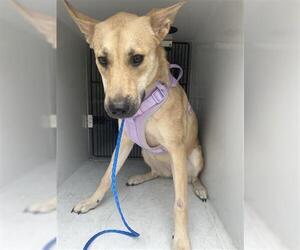 German Shepherd Dog-Unknown Mix Dogs for adoption in Houston, TX, USA
