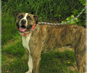 Bullboxer Pit Dogs for adoption in Martinsburg, WV, USA