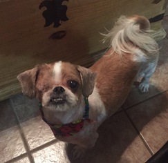 Shih Tzu Dogs for adoption in Royse City, TX, USA