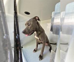 Mutt Dogs for adoption in Houston, TX, USA