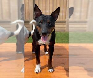 Bull Terrier-Unknown Mix Dogs for adoption in Katy, TX, USA