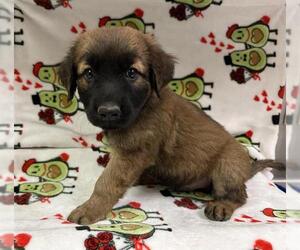 German Shepherd Dog-Unknown Mix Dogs for adoption in HESPERIA, CA, USA