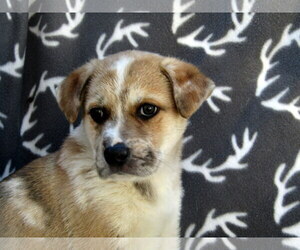 Sheprador Dogs for adoption in York, SC, USA