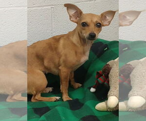 Chihuahua-Unknown Mix Dogs for adoption in York, SC, USA