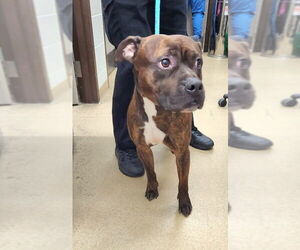 American Pit Bull Terrier Dogs for adoption in Derwood, MD, USA