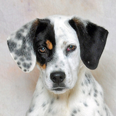 Bluetick Coonhound-Unknown Mix Dogs for adoption in Danville, KY, USA
