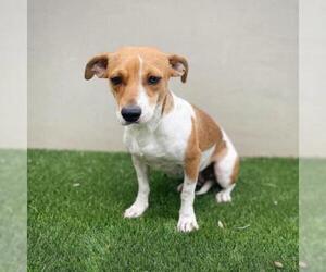 Dachshund Dogs for adoption in Fredericksburg, TX, USA