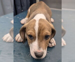 Beagle-Unknown Mix Dogs for adoption in Mobile, AL, USA