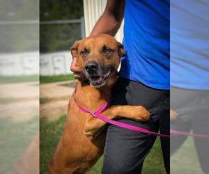 Black Mouth Cur Dogs for adoption in Fayetteville, NC, USA