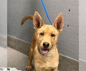Chow Chow-Golden Retriever Mix Dogs for adoption in Las Vegas, NV, USA
