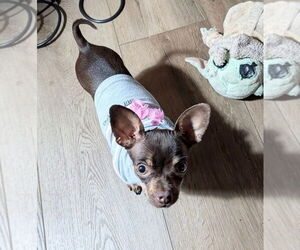 Chihuahua-Unknown Mix Dogs for adoption in Bellingham, WA, USA