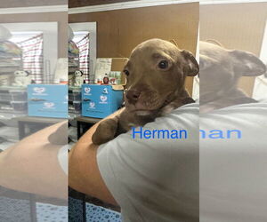 Vizsla-Weimaraner Mix Dogs for adoption in Jackson Township, NJ, USA