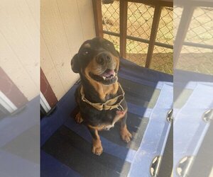 Rottweiler-Unknown Mix Dogs for adoption in Carlsbad, CA, USA