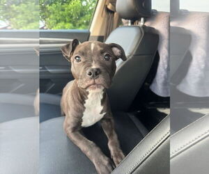 American Pit Bull Terrier-Unknown Mix Dogs for adoption in New London, WI, USA