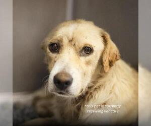 Mutt Dogs for adoption in San Antonio, TX, USA