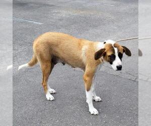 Mutt Dogs for adoption in San Antonio, TX, USA