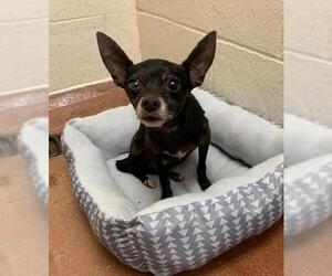 Chihuahua Dogs for adoption in Holly Springs, NC, USA