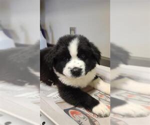Chow Chow-Unknown Mix Dogs for adoption in San Antonio, TX, USA
