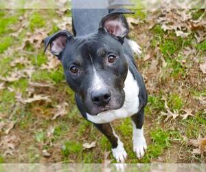 American Staffordshire Terrier-Unknown Mix Dogs for adoption in Tallahassee, FL, USA