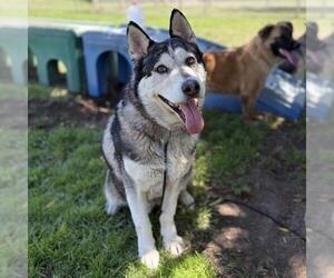 Siberian Husky-Unknown Mix Dogs for adoption in Modesto, CA, USA