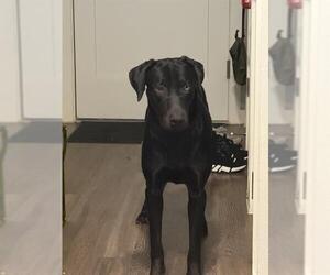 Mutt Dogs for adoption in San Antonio, TX, USA