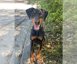 Doberman Pinscher Dogs for adoption in Santa Rosa, CA, USA