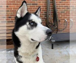 Siberian Husky Dogs for adoption in Boston, MA, USA