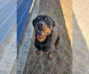 Rottweiler Dogs for adoption in Foristell, MO, USA
