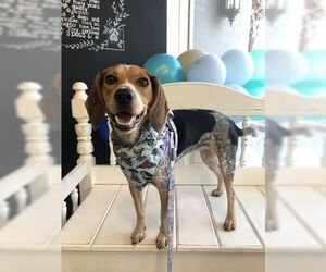 Beagle Dogs for adoption in Tampa, FL, USA