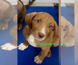 Mutt Dogs for adoption in Mooresville, NC, USA