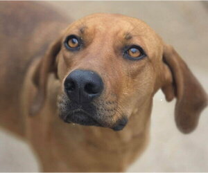 Coonhound-Unknown Mix Dogs for adoption in Canton, CT, USA