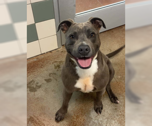 American Pit Bull Terrier Dogs for adoption in Salinas, CA, USA