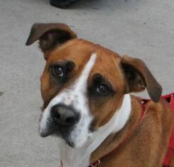 Boxer-Unknown Mix Dogs for adoption in Winder, GA, USA