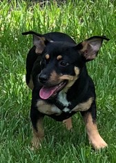 Basset Hound Dogs for adoption in Osteen, FL, USA