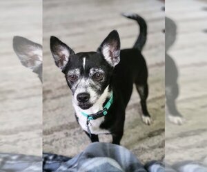Chihuahua Dogs for adoption in Towson, MD, USA