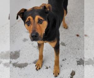 Shepweiller Dogs for adoption in Lodi, CA, USA