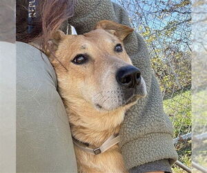 Mutt Dogs for adoption in Louisville, KY, USA