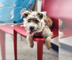 Border Terrier-Unknown Mix Dogs for adoption in St. Louis Park, MN, USA